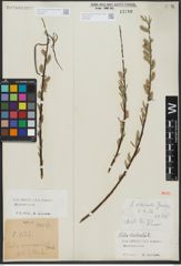 Foto von Salix viminalis L.